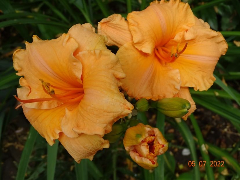  - Hemerocallis 2022