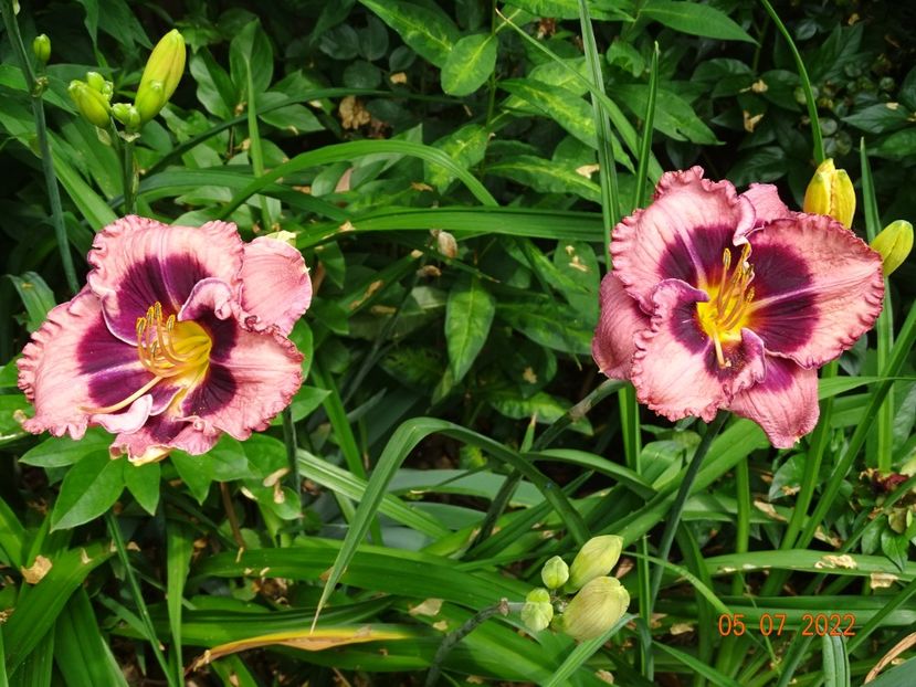  - Hemerocallis 2022