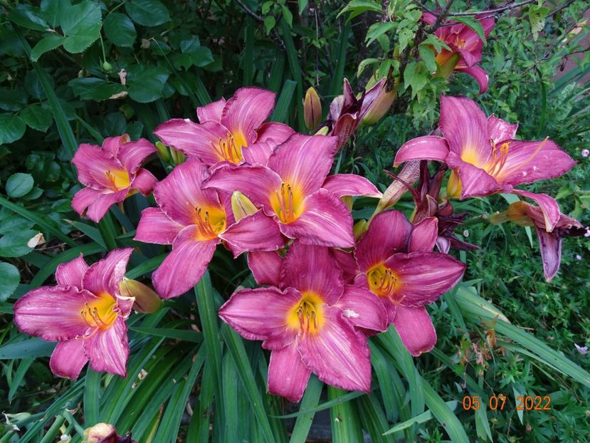  - Hemerocallis 2022