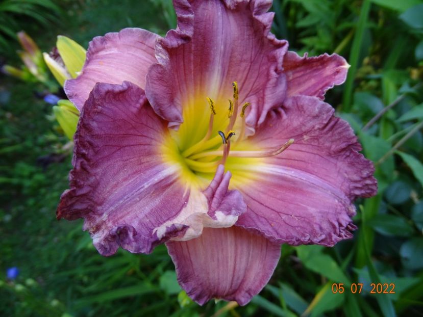  - Hemerocallis 2022