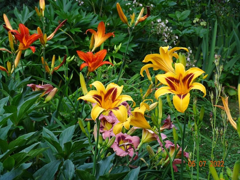  - Hemerocallis 2022