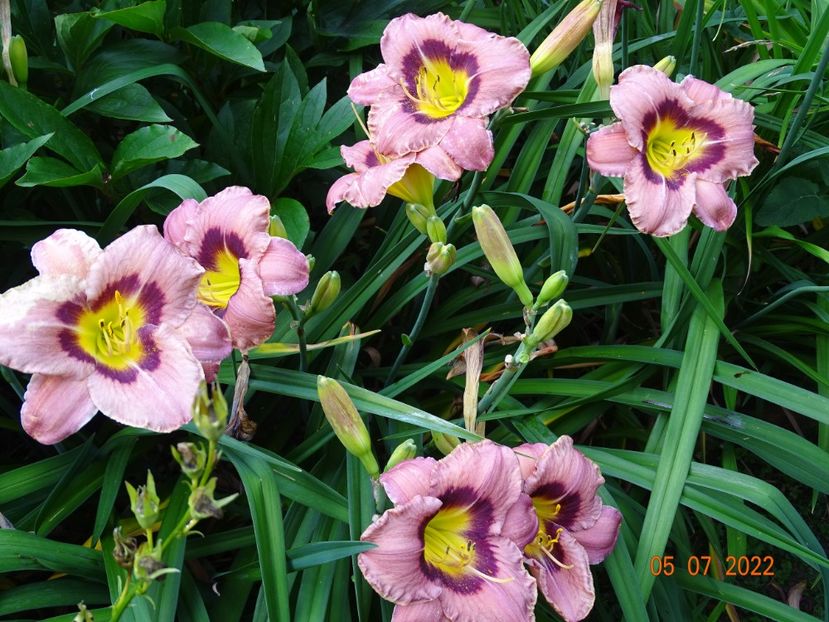  - Hemerocallis 2022