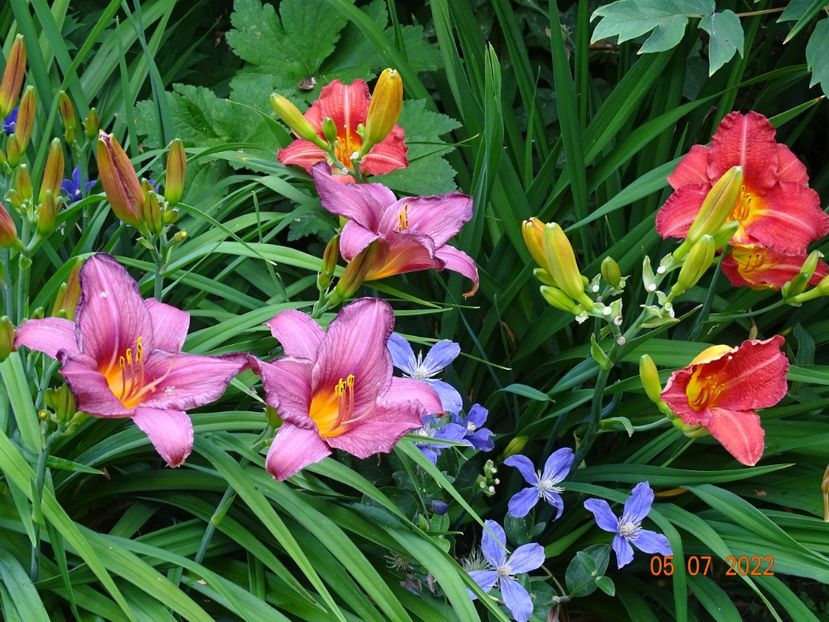  - Hemerocallis 2022