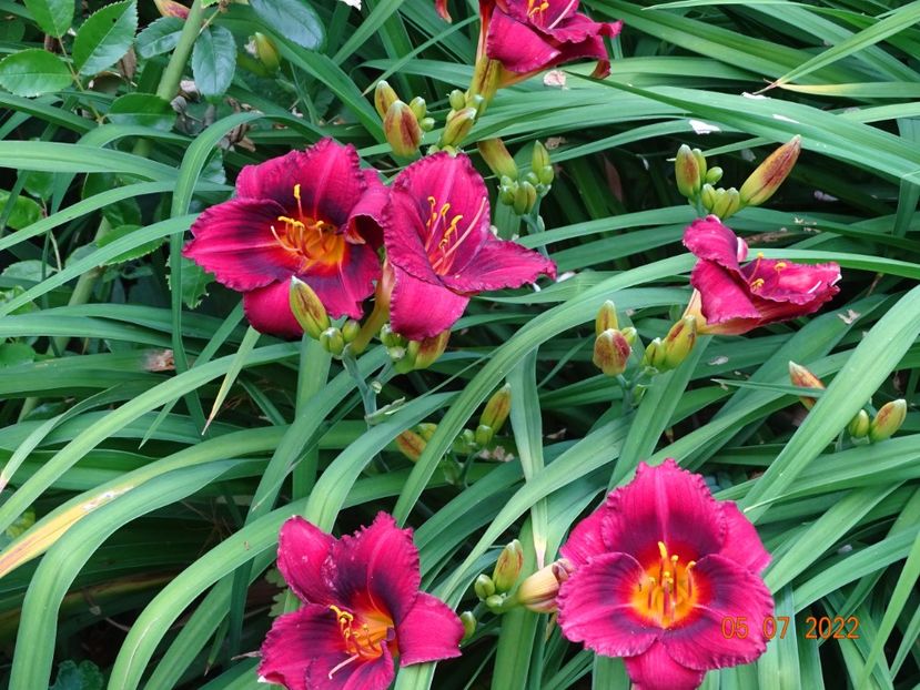  - Hemerocallis 2022