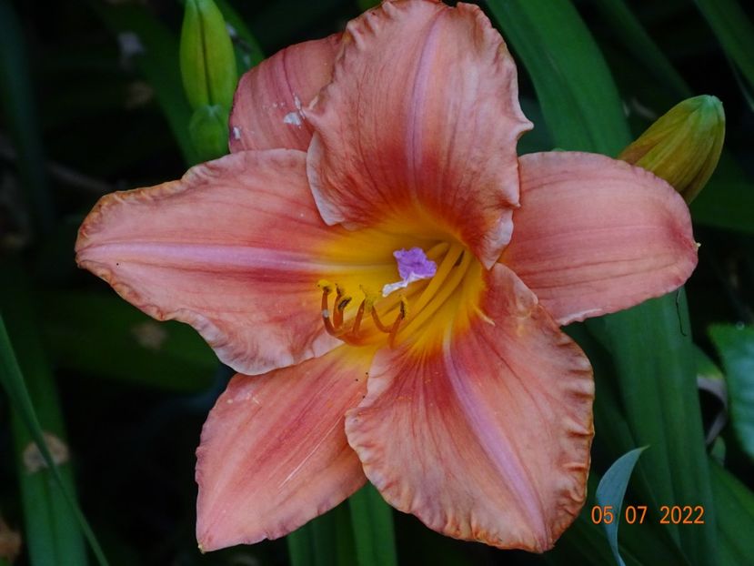  - Hemerocallis 2022