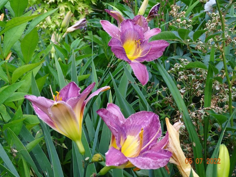  - Hemerocallis 2022