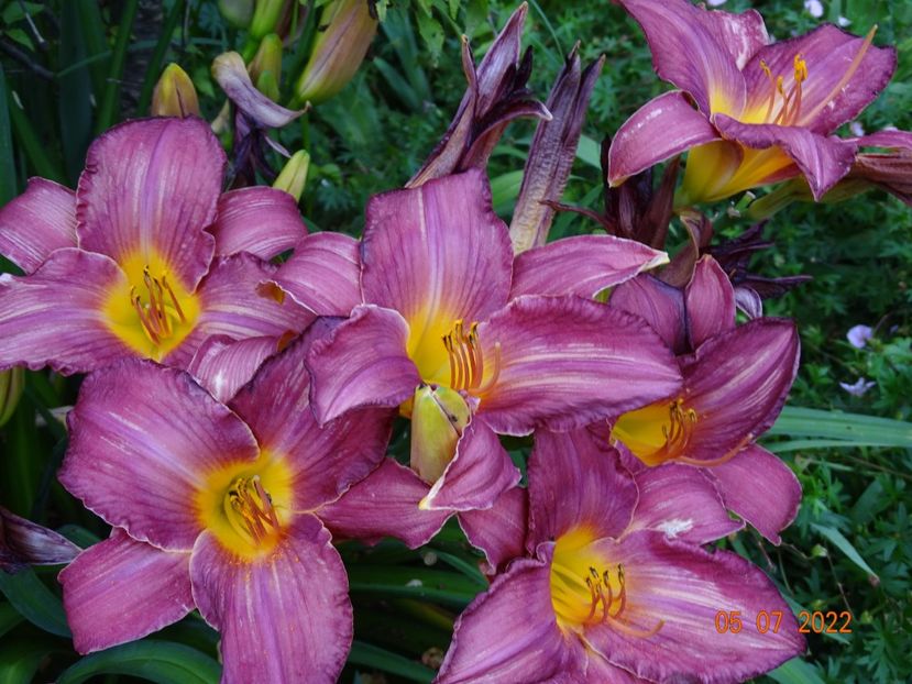  - Hemerocallis 2022