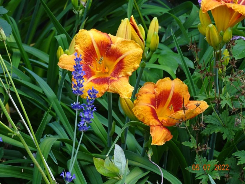 - Hemerocallis 2022