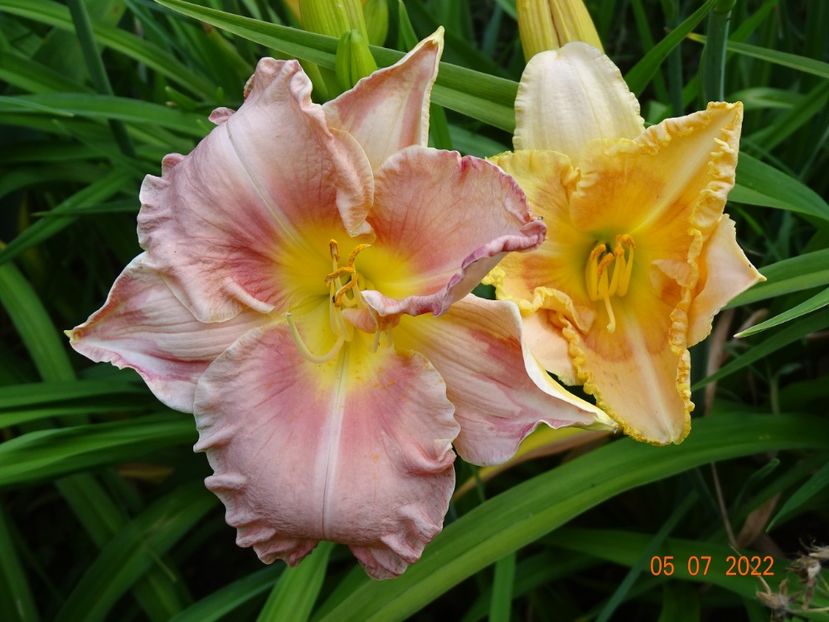  - Hemerocallis 2022