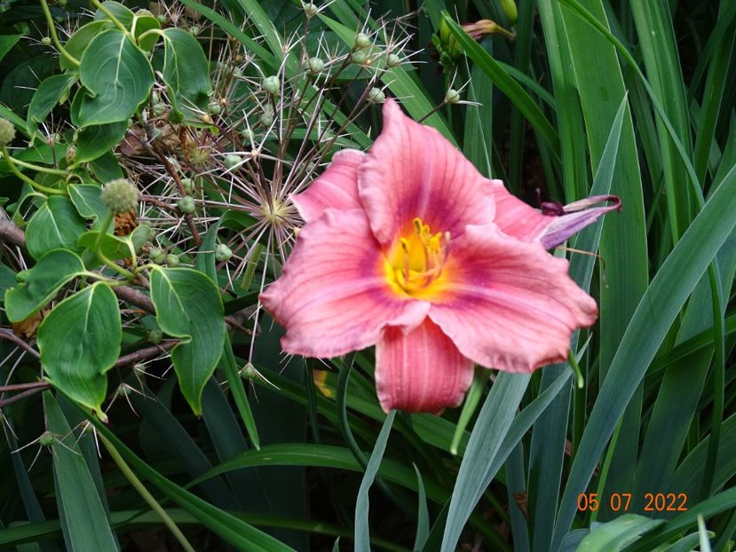  - Hemerocallis 2022