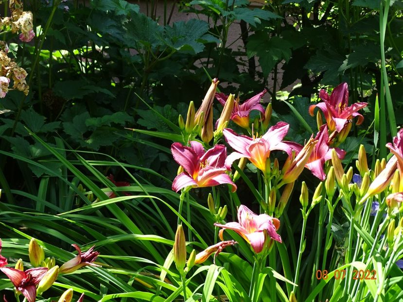  - Hemerocallis 2022