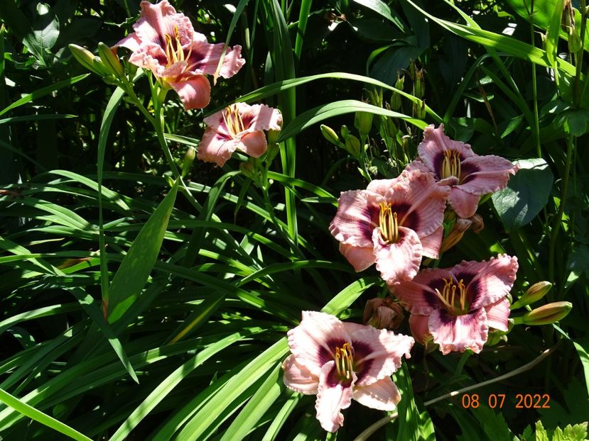  - Hemerocallis 2022