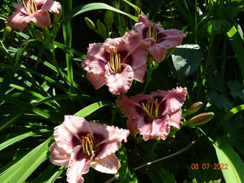  - Hemerocallis 2022