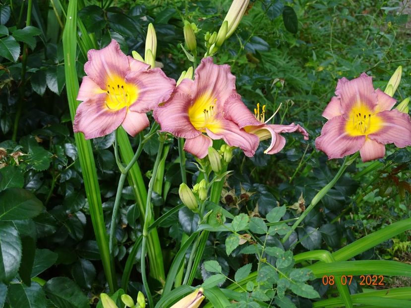  - Hemerocallis 2022