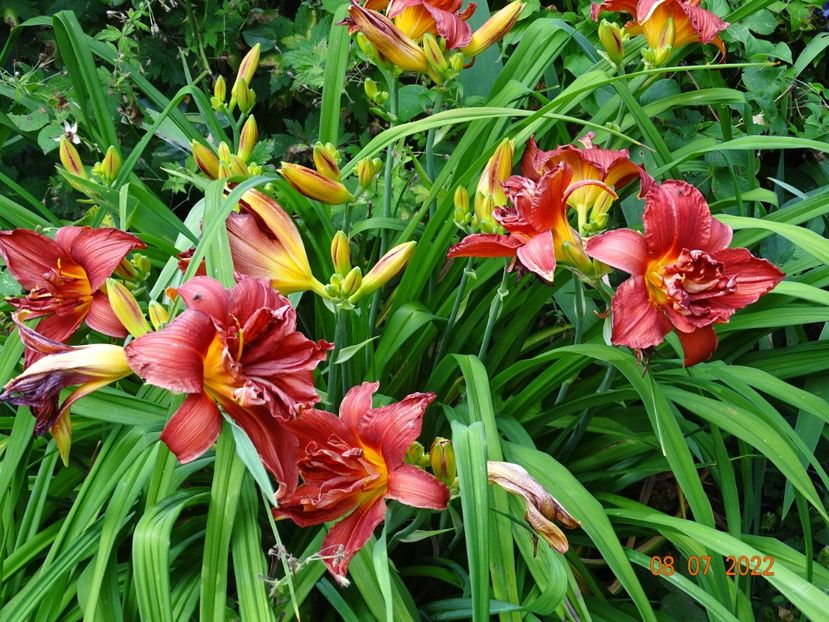  - Hemerocallis 2022
