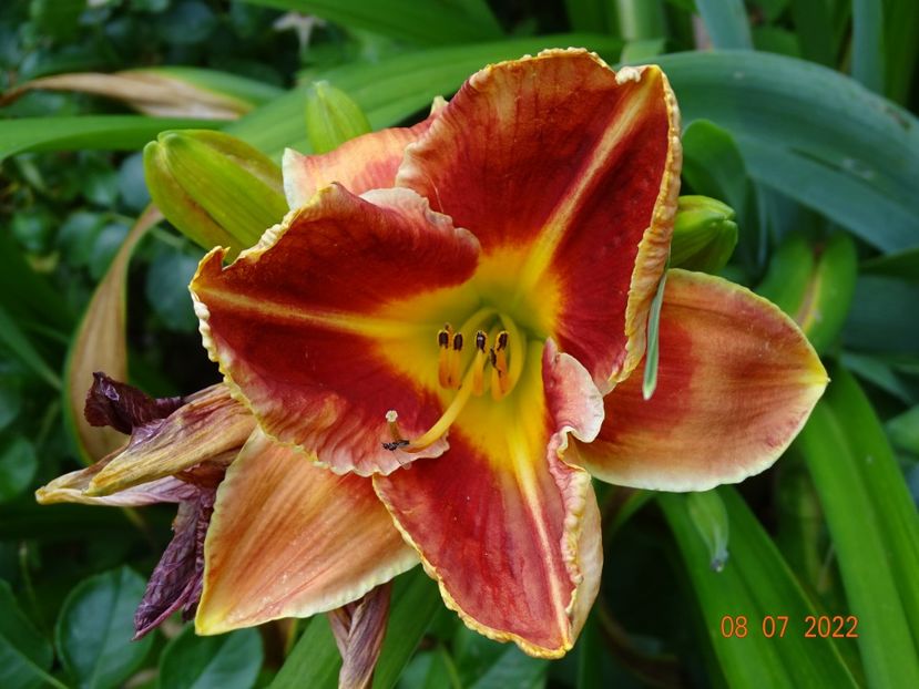  - Hemerocallis 2022