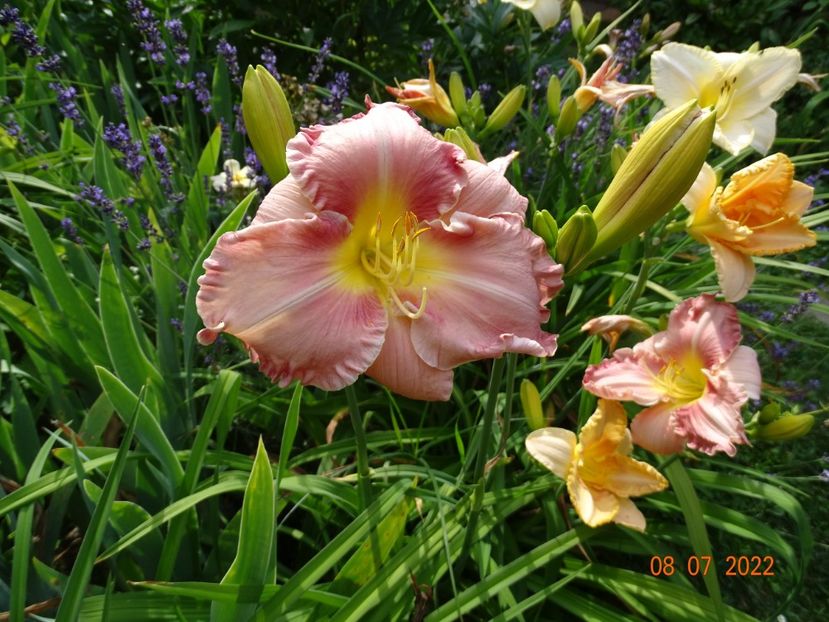  - Hemerocallis 2022