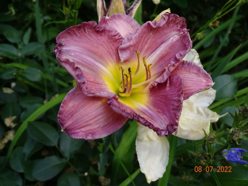  - Hemerocallis 2022