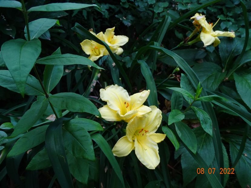  - Hemerocallis 2022