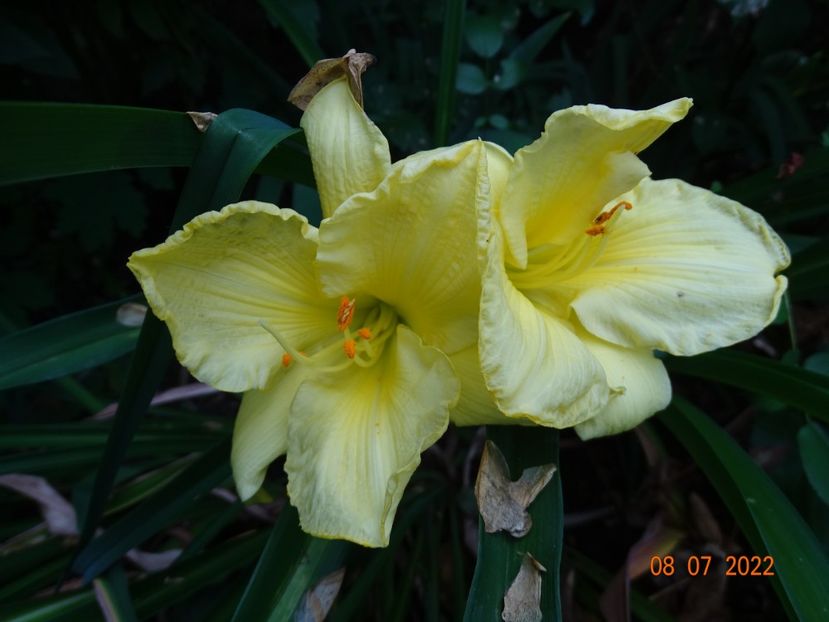  - Hemerocallis 2022