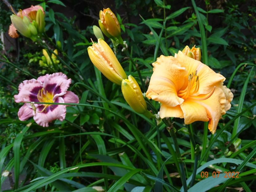  - Hemerocallis 2022