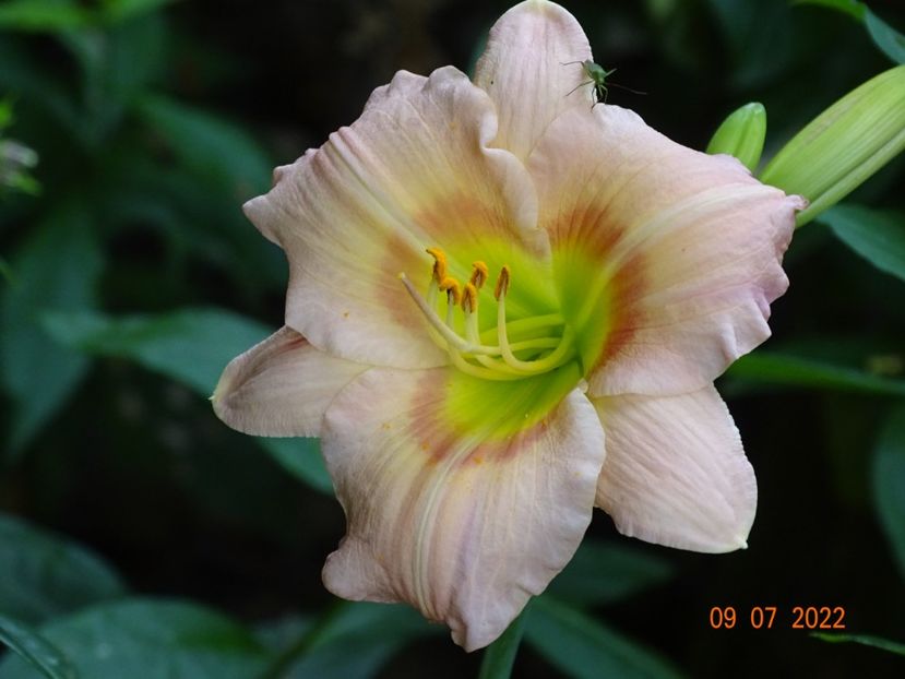  - Hemerocallis 2022