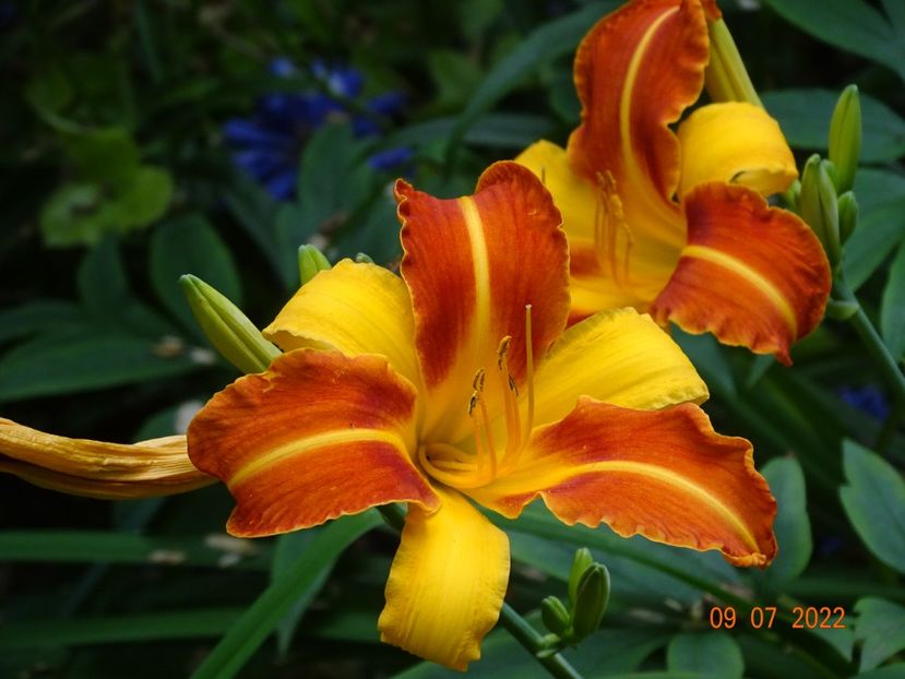  - Hemerocallis 2022