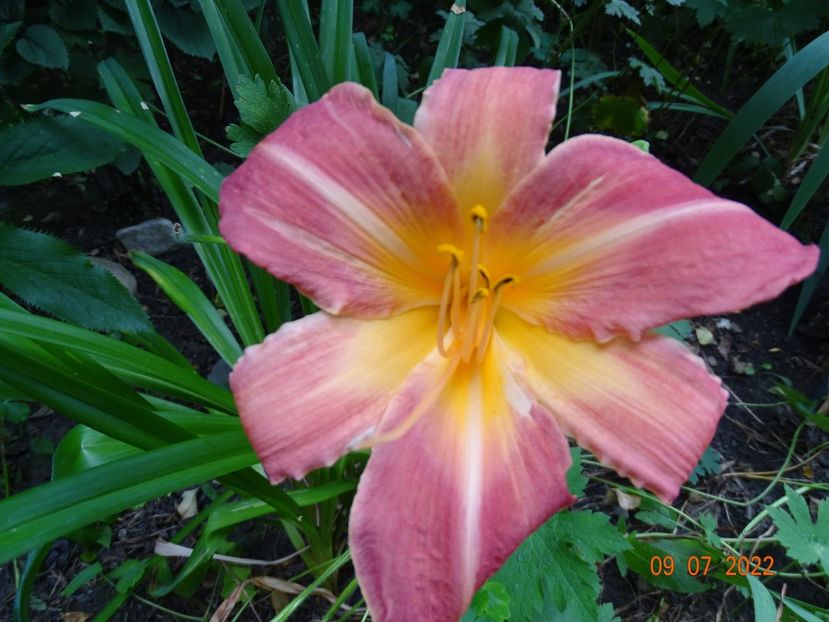  - Hemerocallis 2022