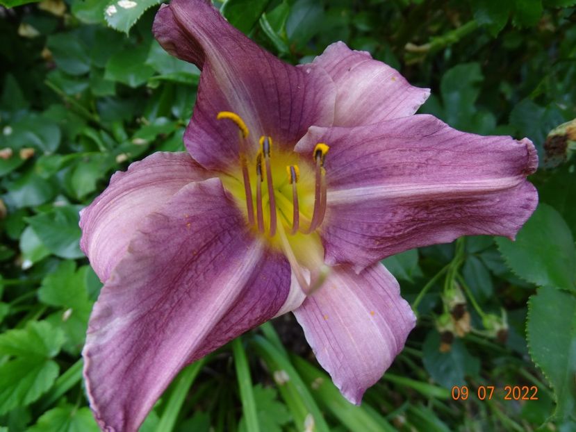  - Hemerocallis 2022