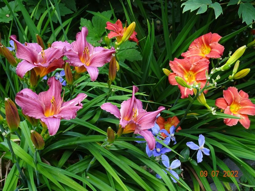  - Hemerocallis 2022