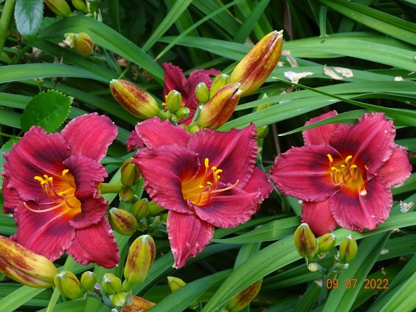  - Hemerocallis 2022