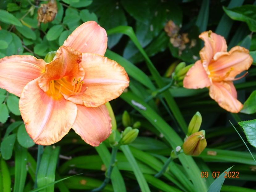  - Hemerocallis 2022