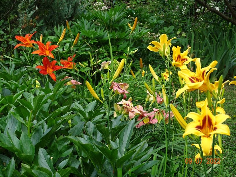  - Hemerocallis 2022