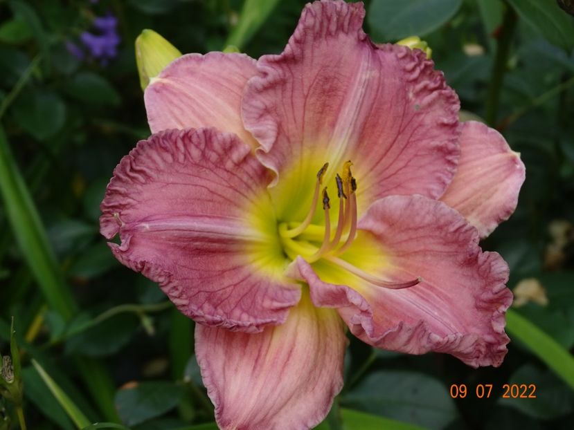  - Hemerocallis 2022