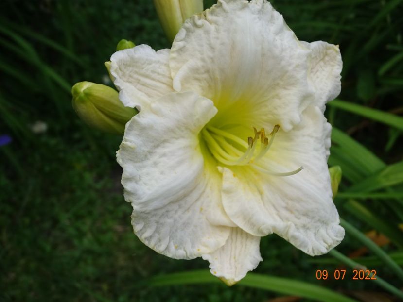  - Hemerocallis 2022