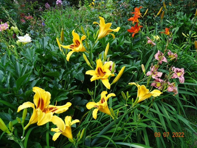  - Hemerocallis 2022