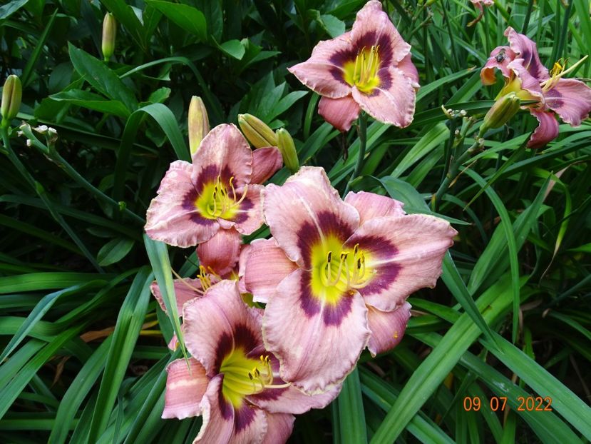  - Hemerocallis 2022