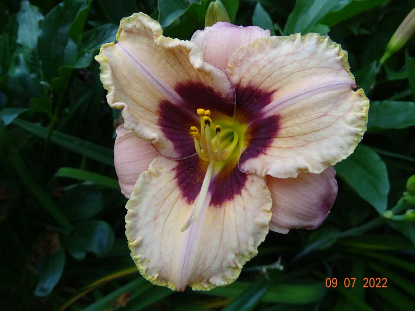  - Hemerocallis 2022