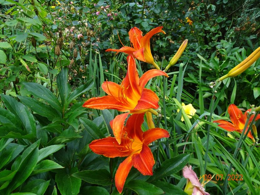  - Hemerocallis 2022