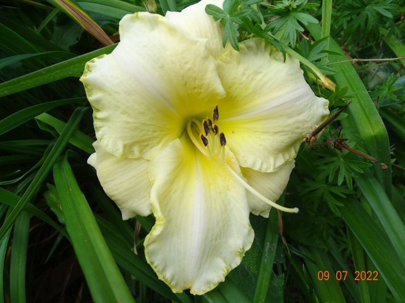  - Hemerocallis 2022