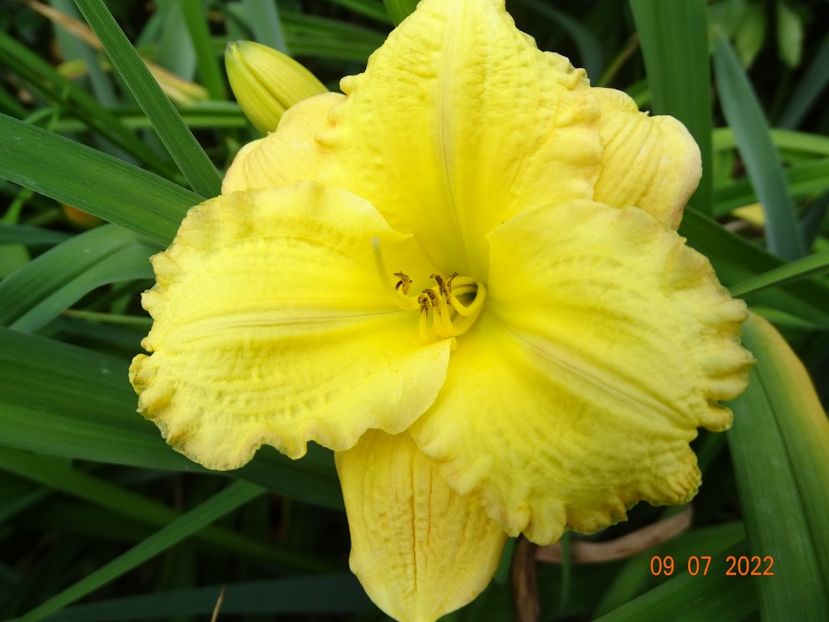  - Hemerocallis 2022