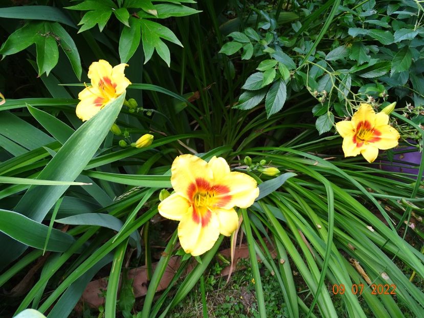  - Hemerocallis 2022