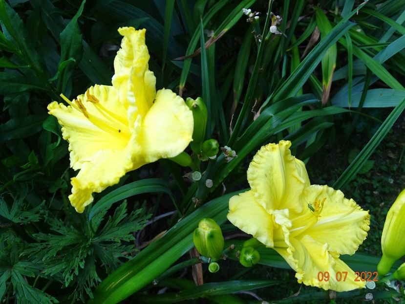  - Hemerocallis 2022