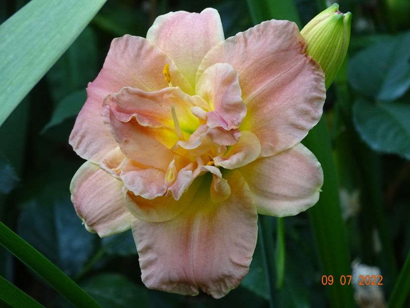  - Hemerocallis 2022