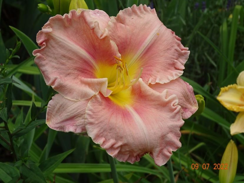  - Hemerocallis 2022