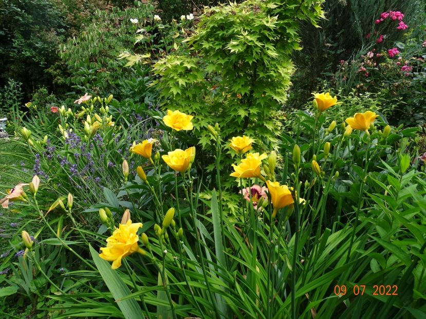  - Hemerocallis 2022