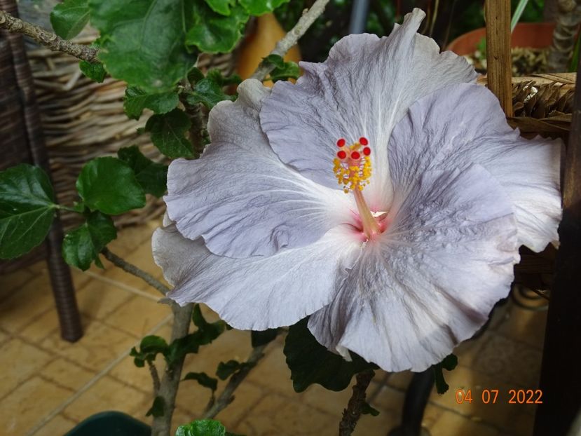  - Hibiscusi