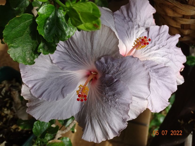  - Hibiscusi