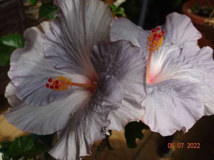  - Hibiscusi
