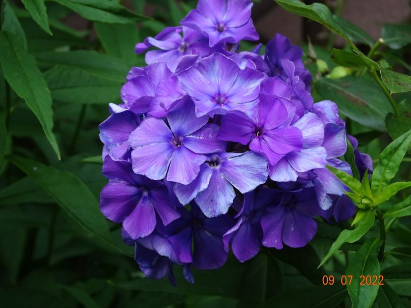  - Phlox 2022